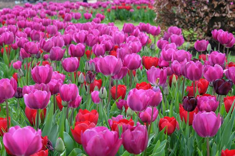 Tulpan 'Negrita' (Storköp) – 80 lökar